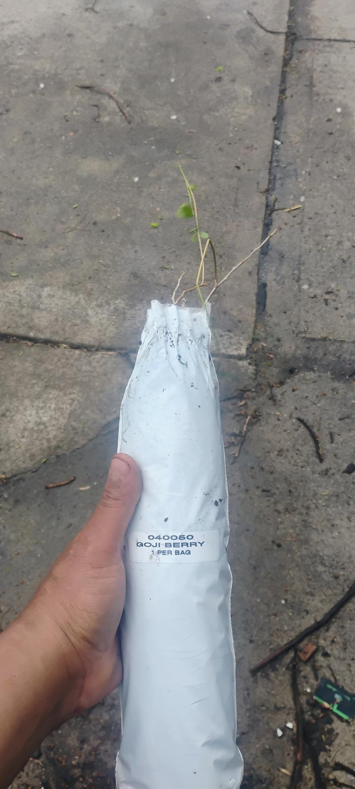 Must have long roots!