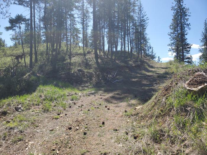 last fall i planted about 50 walking onions - one is on this mound to the right