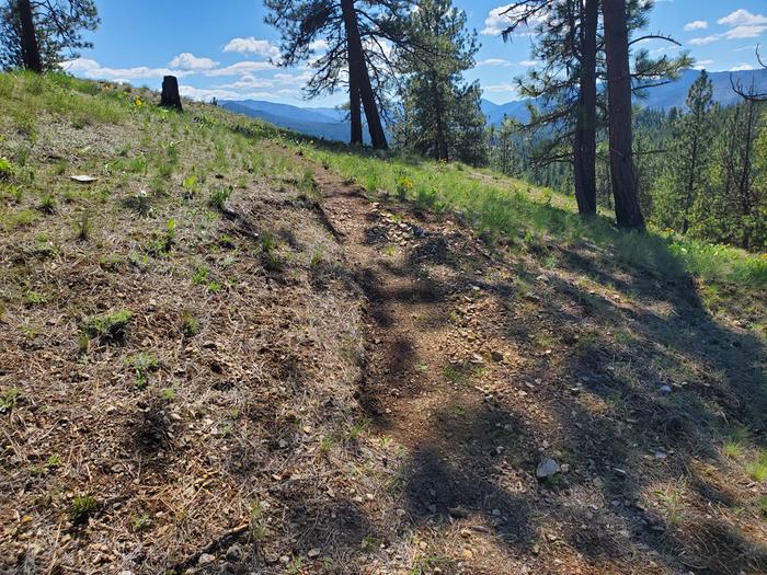 the beginning of my new trail