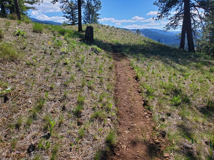 my earliest bit of trail is now looking really nice. I am stomping it into shape with lots of use