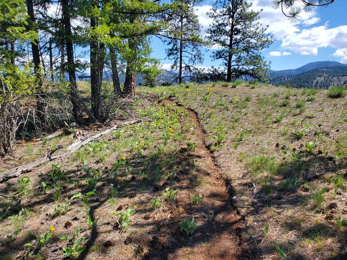 arrowleaf balsomroot is in bloom