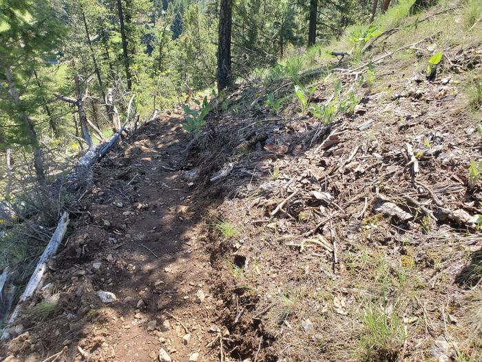 trying to widen the trail where the tree is - currently i grab the tree every time i go by