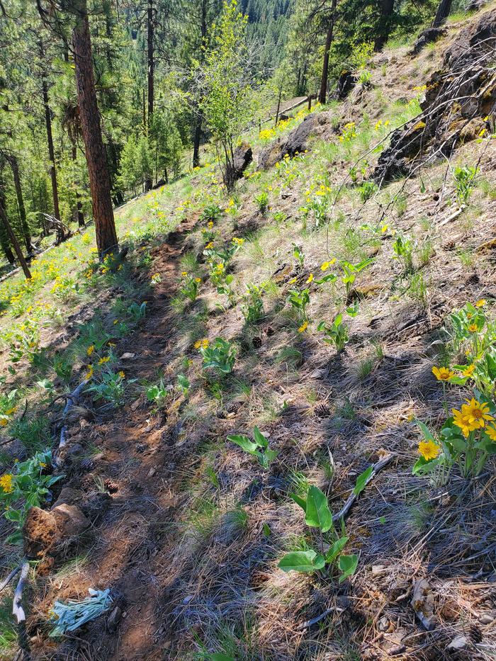 the latest trail is still very rough