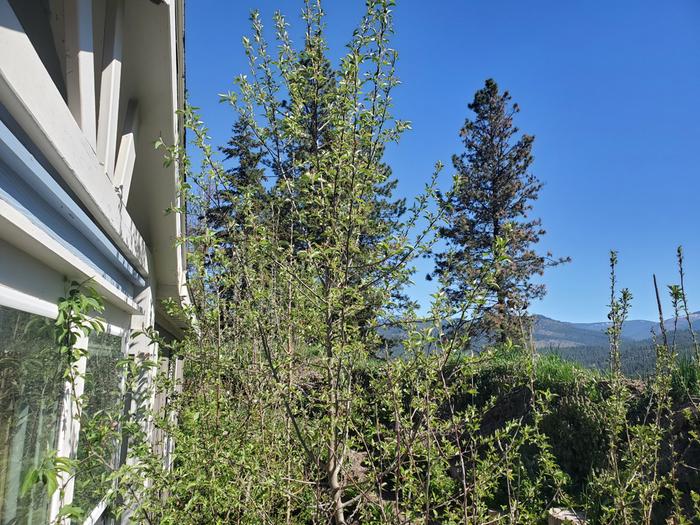 lookit all those apple blossoms! We think that this is a tree (from seed) where the apples are harvested in december or january