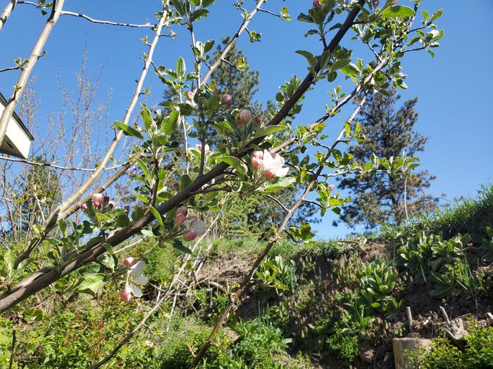 tree (from seed) outside my window. This is the first year with blossoms.