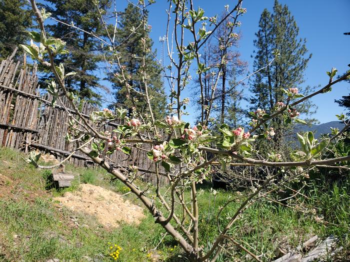 yellow transparent apple blossoms. Transplant. Good crop last year. 