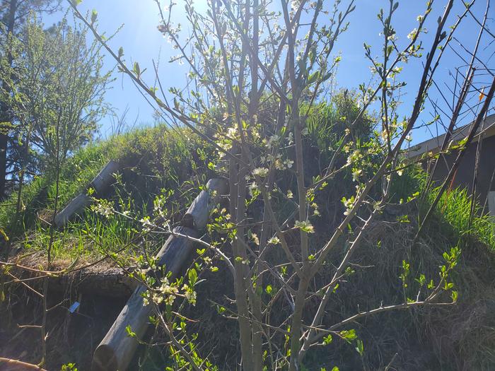 an amazing plum last year - plums in december!