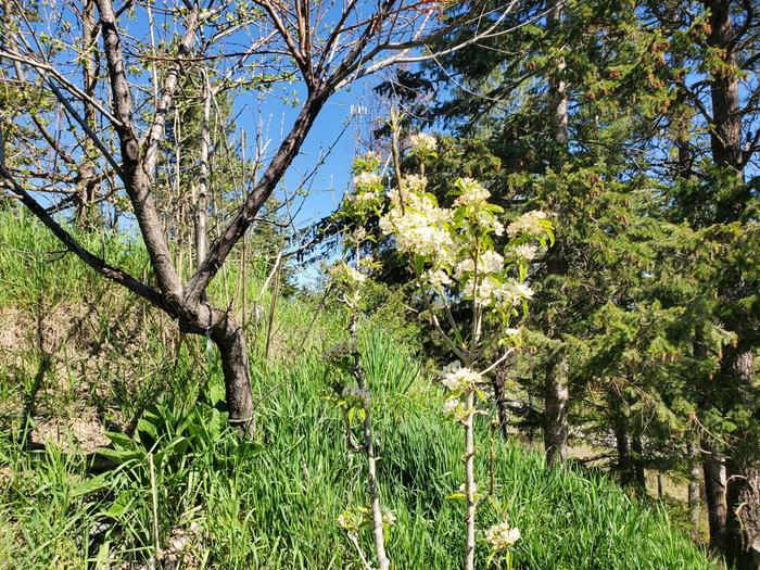 plum in the foreground, then nectarine, then our huge apple from seed.