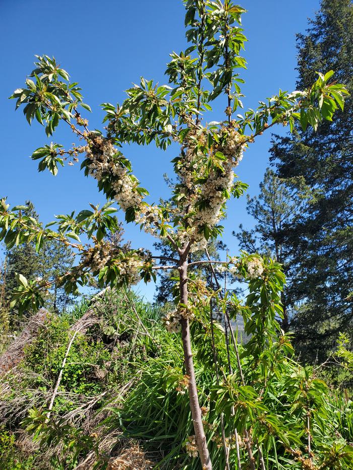 bing cherries - we thought this tree had died when it got to 25 below a few years ago