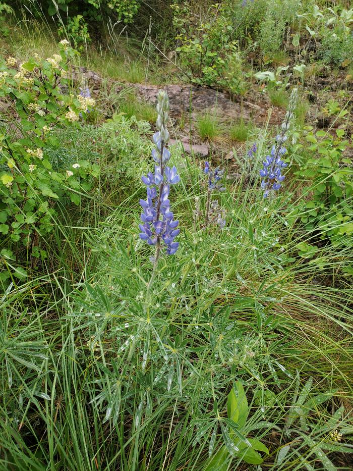 lupines are native to our area