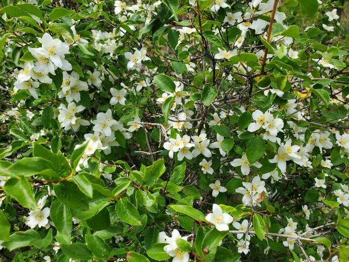 mock orange blossoms