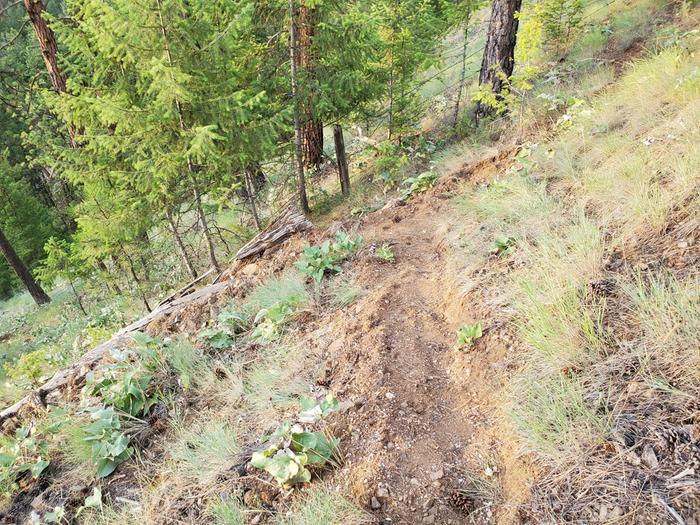 the switchback - i made it a little wider and flatter