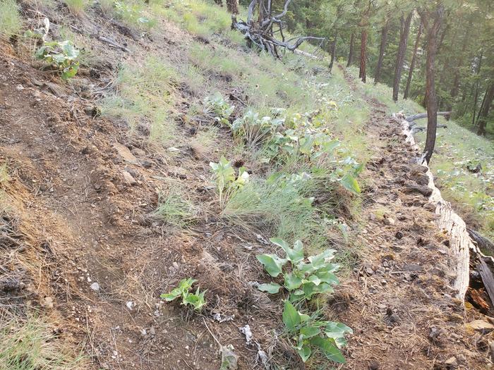 standing on the switchback