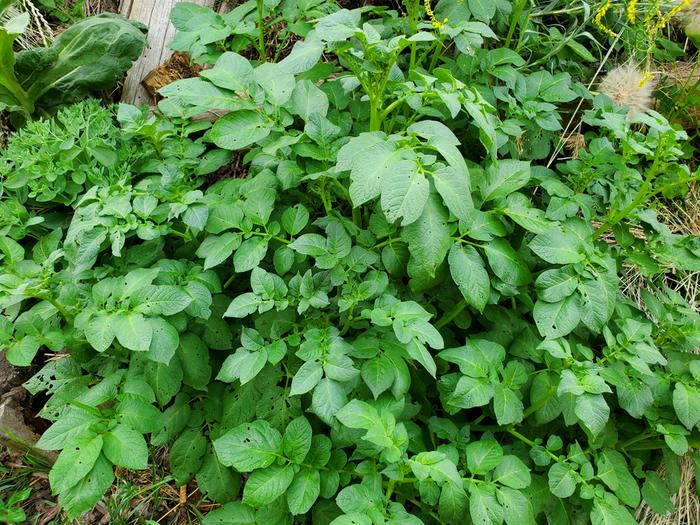 invasive potatoes