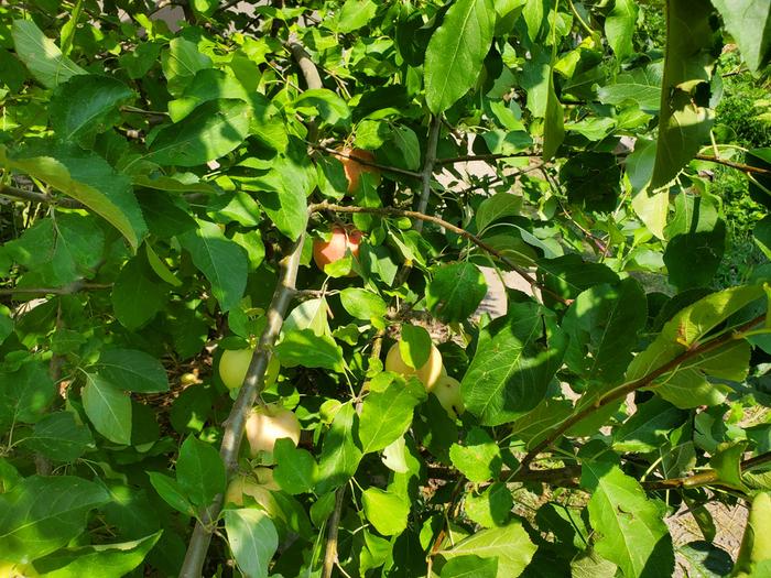 Apples on a tree grown from seed