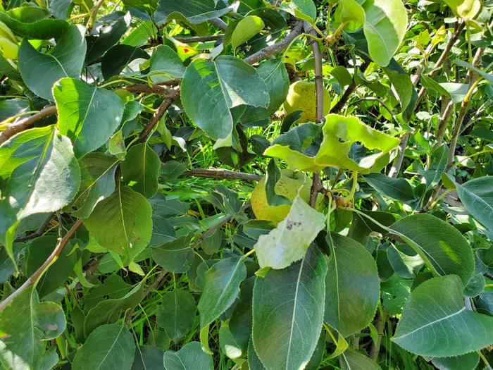 asian pears