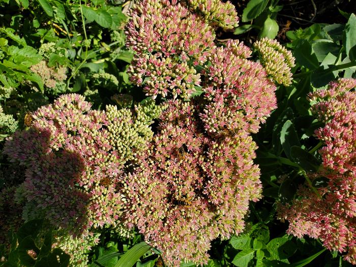 sedum