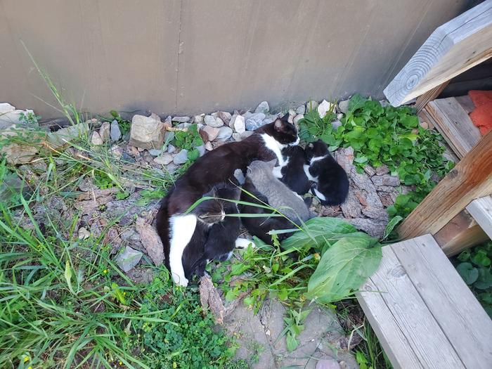 cat nursing kittens
