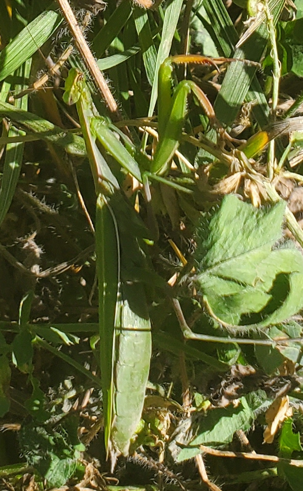 [Thumbnail for praying-mantis.jpg]