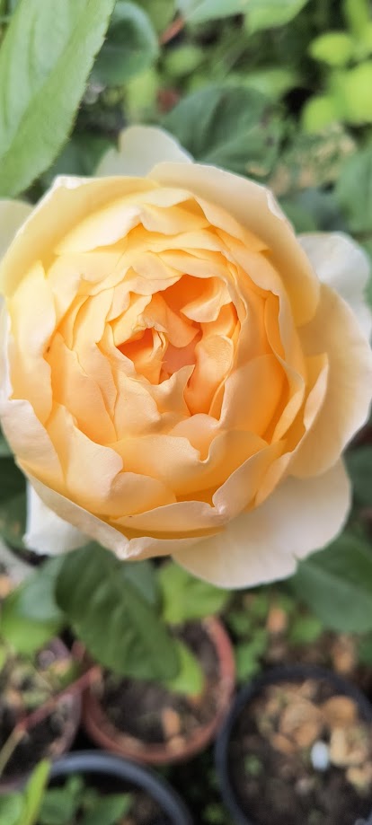 [Thumbnail for jude-5-15-25-1.jpg]