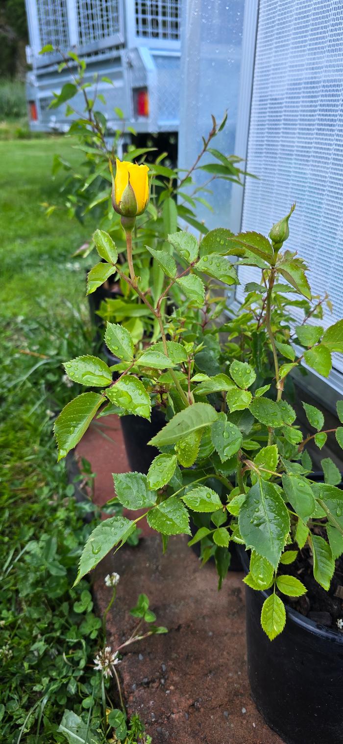 Friesia rose cutting in bloom