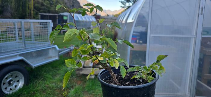 Two rose cuttings in pot
