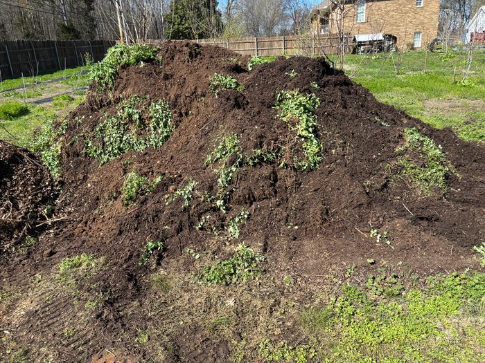 Planted clover late fall and turned it over in March. 