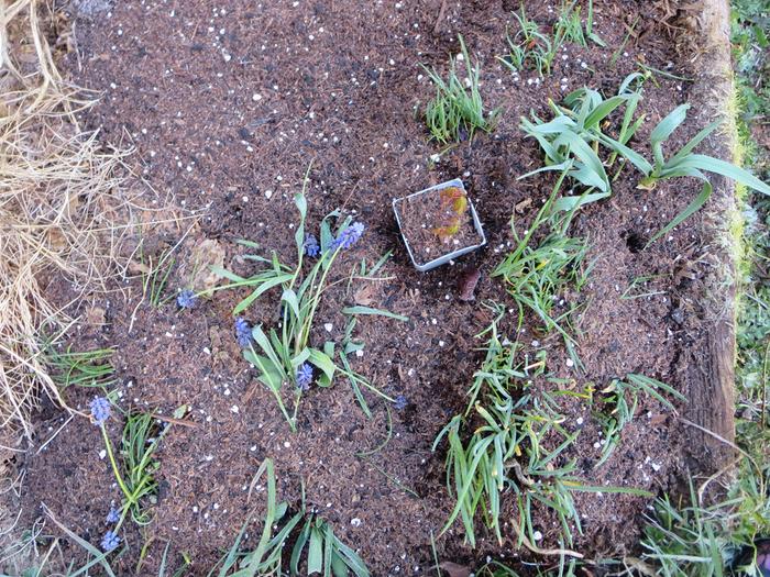 So many perennials from my mom for my students! Left: grape hyacinths. Bottom right: walking onions. Top right: Garlic 