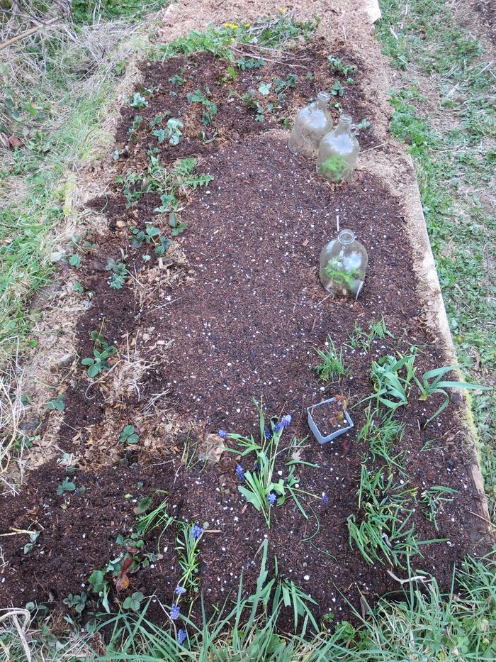So many gifted perennials, soon to be gifted again (and two tomato plants. I wasn't planning on using this garden this way, hahaha!)
