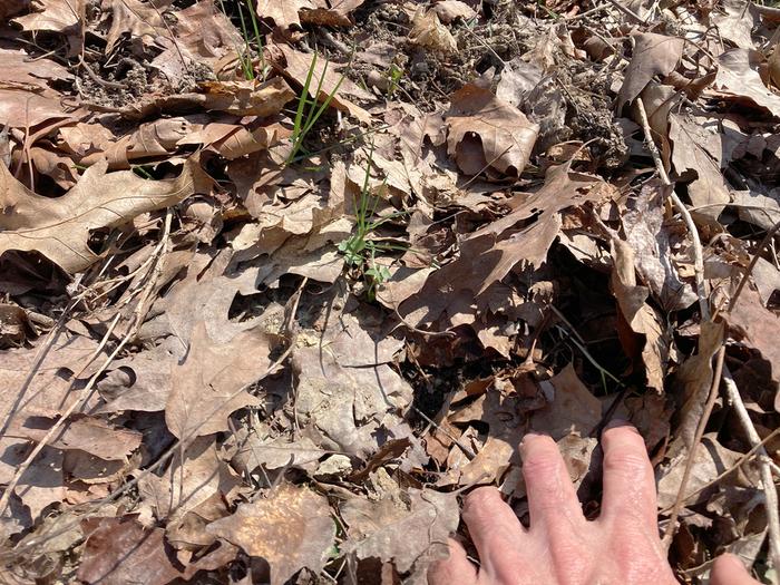 Closer up view of ground