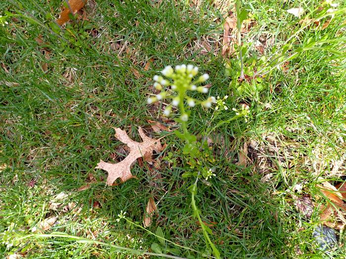 [Thumbnail for P4100005.jpeg]