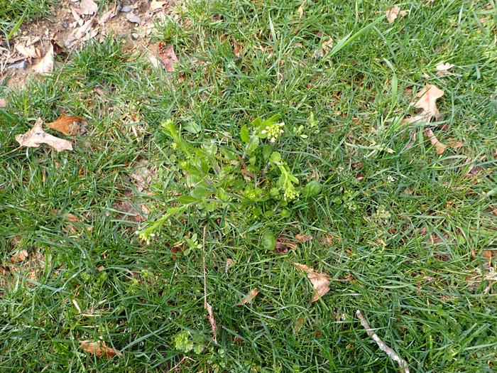 [Thumbnail for P4100003.jpeg]