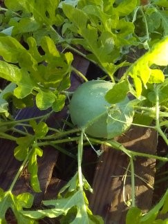 [Thumbnail for pic-perma.jpeg]