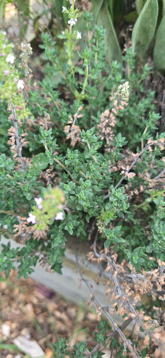 Wild thyme