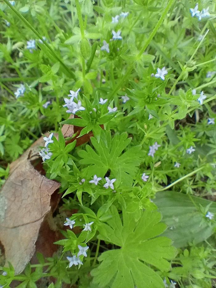 Spring wildflowers 