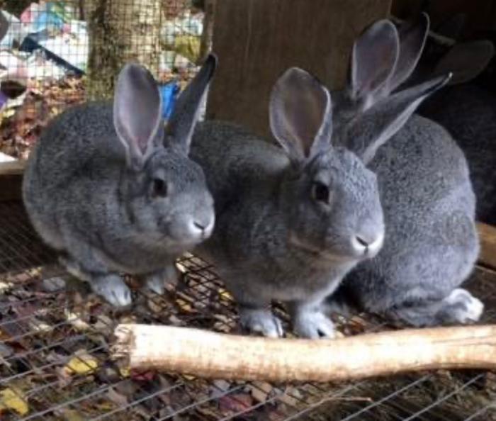 [Thumbnail for image4.jpeg]