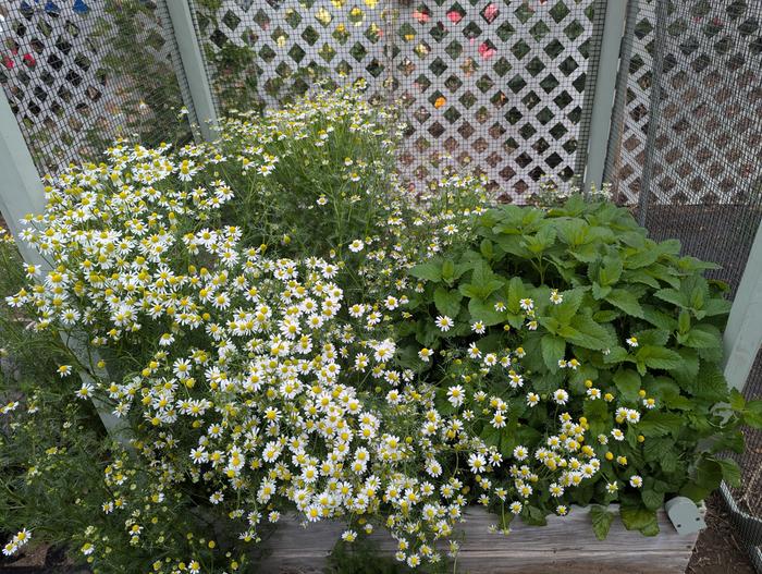 chamomile and lemon balm 
