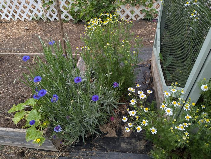 chamomile self seeded in the path with volunteer bachelor buttons 