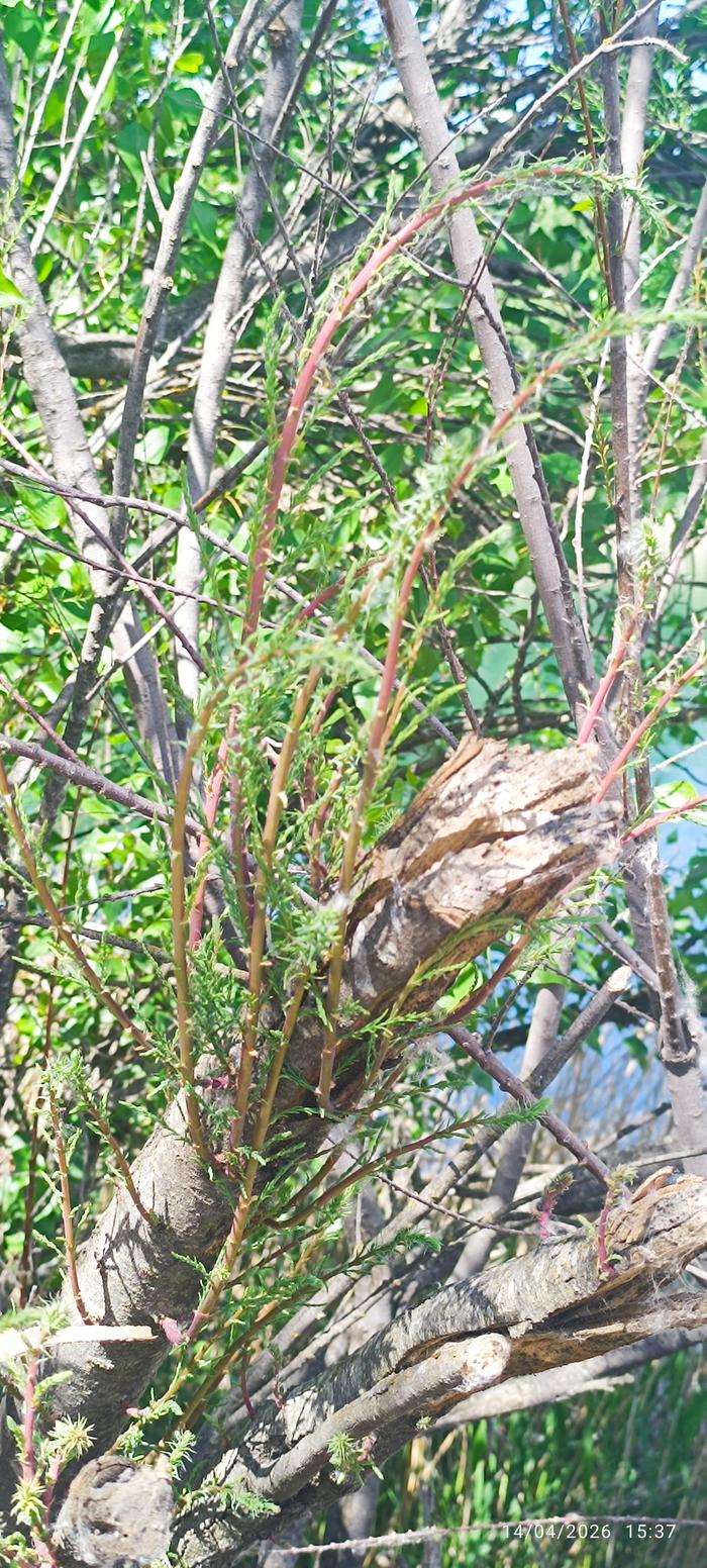 [Thumbnail for IMG_20260414_153744.jpg]