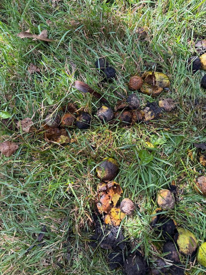 Squishing the husks off by standing on them and rolling my foot around