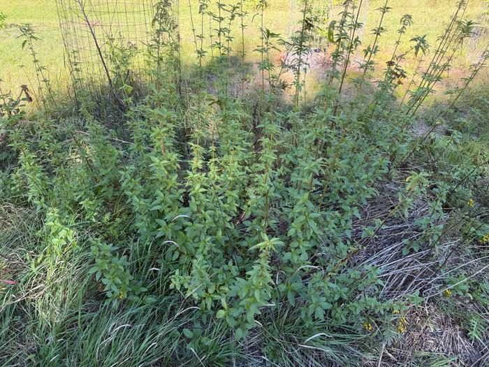 The first nettle patch
