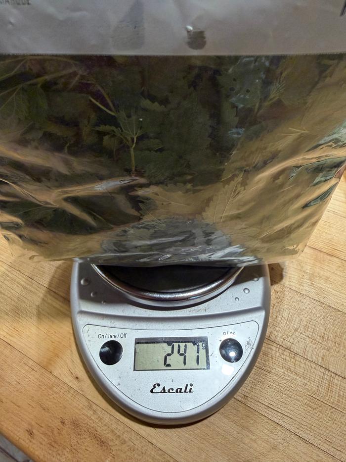 foraged nettles