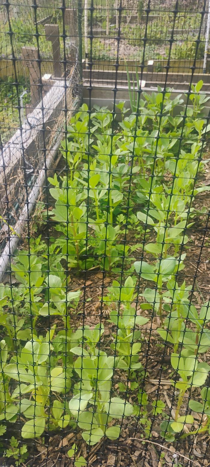 Beautiful bean footage!