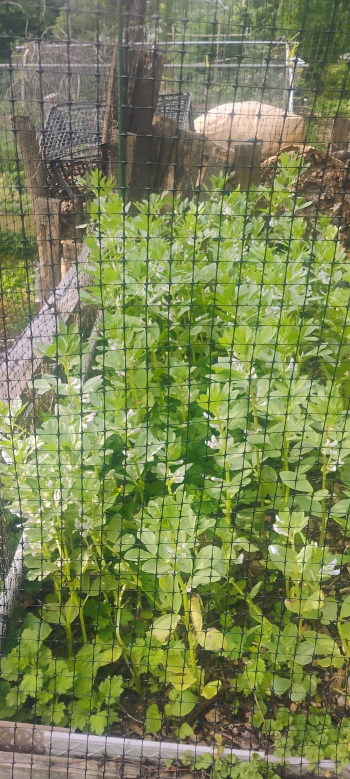 Fava Beans going crazy!