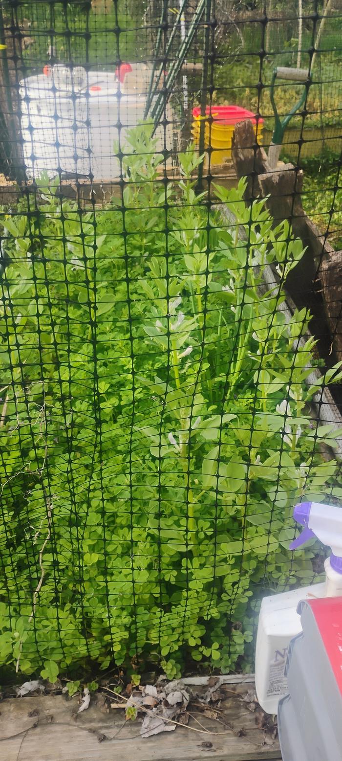 Fava beans with garden cress(I think)