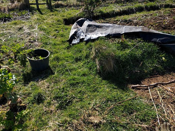 [Thumbnail for parsnip_grass.jpg]