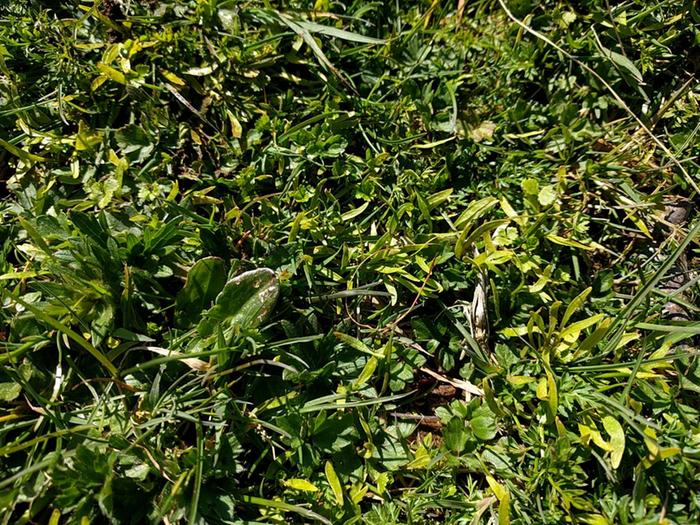 [Thumbnail for parsnip_seedlings.jpg]