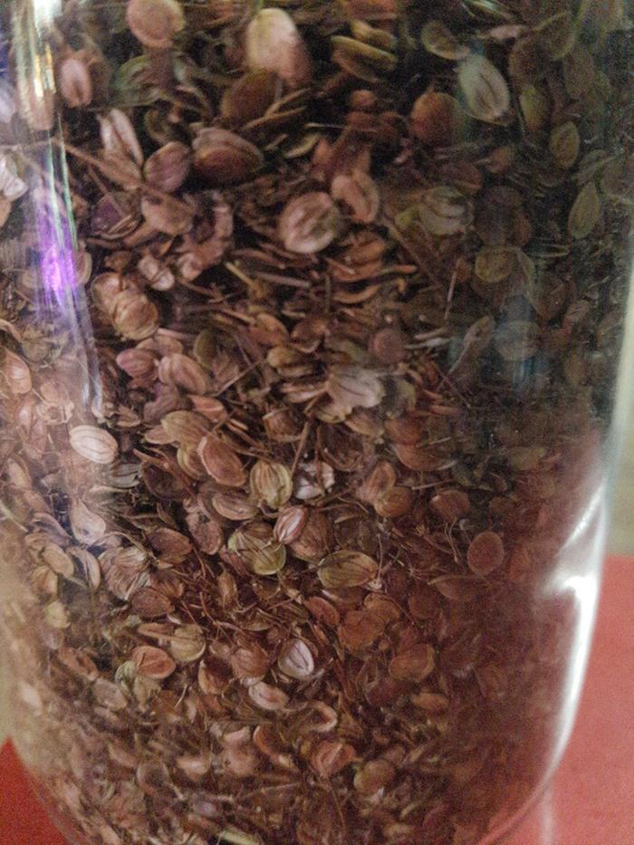 [Thumbnail for Parsnip-seeds.jpg]
