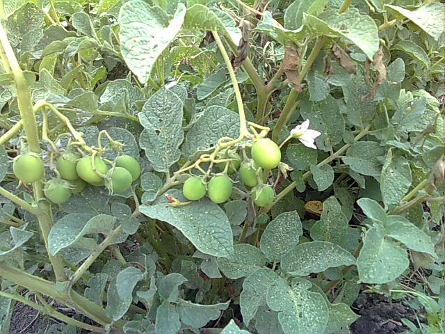 Potato berries