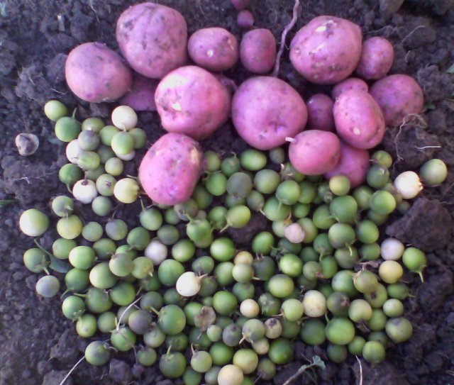 Entire harvest of fruits and berries from a seedling